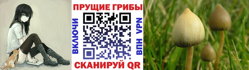 blacksprut зеркало  Абинск  Галлюциногенные грибы MAGIC MUSHROOMS  где найти  